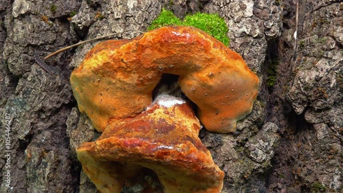 Phellinus robustus - saprophytic wood fungus on an old oak tree stump in a garden photo