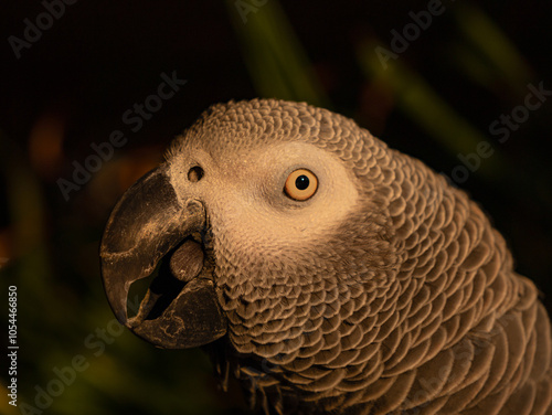 CLOSE UP, PORTRAIT, DOF: Striking profile of a Congo African Grey parrot with bright yellow eyes and black curved beak. Highly intelligent domesticated companion parrot who loves to imitate people. photo