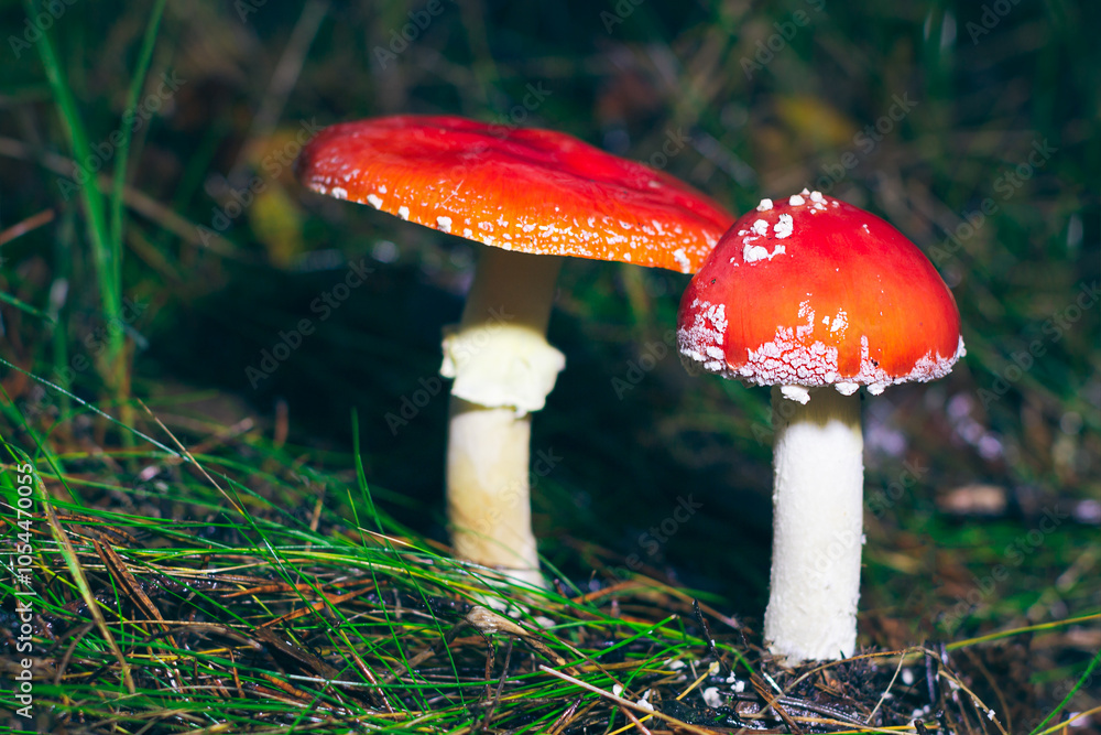 Two Amanita Muscaria, Known as the Fly Agaric or Fly Amanita: Healing and Medicinal Mushroom with Red Cap Growing in Forest. Can Be Used for Micro Dosing, Spiritual Practices and Shaman Rituals Two Amanita Muscaria, Known as the Fly Agaric or Fly Amanita: Healing and Medicinal Mushroom with Red Cap Growing in Forest. Can Be Used for Micro Dosing, Spiritual Practices and Shaman Rituals