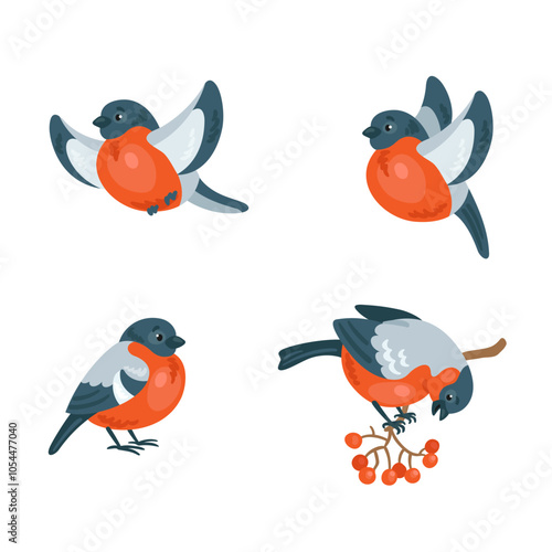 Set of four cute colorful bullfinches in different poses. Isolated on white background. Vector flat illustration.