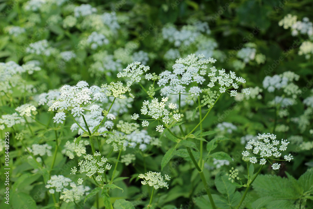 Aegopodium podagraria grows as a weed in nature Aegopodium podagraria grows as a weed in nature
