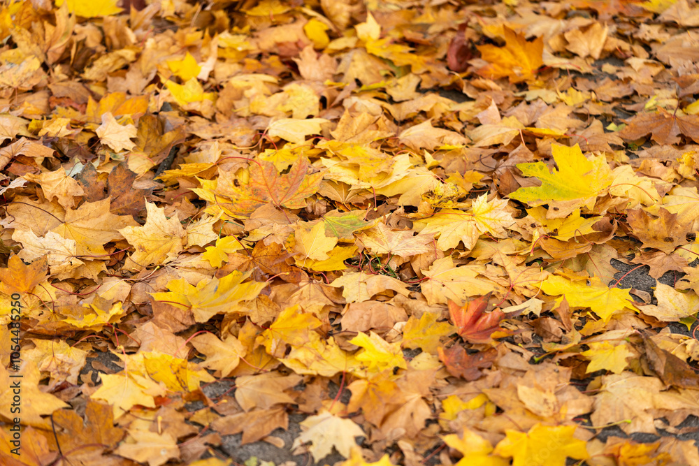 fallen yellow leaves, beautiful warm autumn fallen yellow leaves, beautiful warm autumn