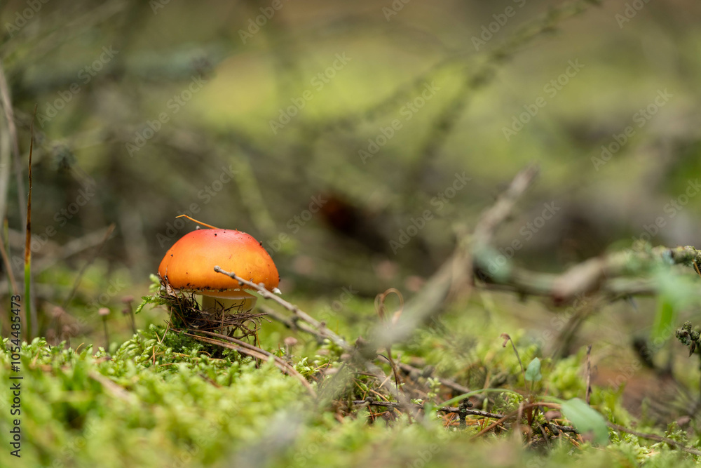 Mushroom hunting season in the autumn forest Mushroom hunting season in the autumn forest