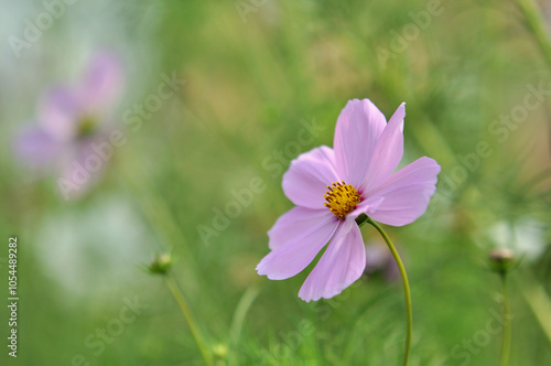 Garden Cosmos Macro Photo