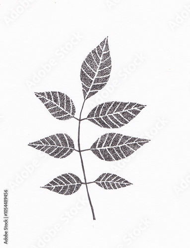 black and white illustration of Ash leaves, drawn with pen and ink