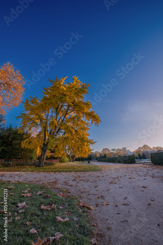 Autumn in the park. Yellow autumn tree with blue sky in the morning
