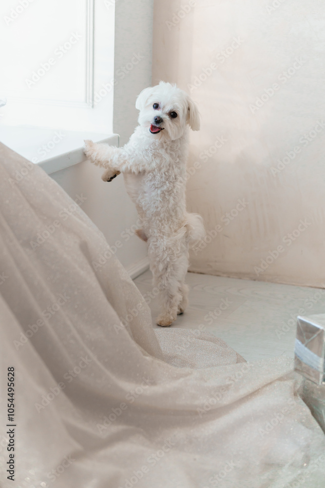 Playful White Maltese Puppy Standing Next to Draped Fabric Playful White Maltese Puppy Standing Next to Draped Fabric