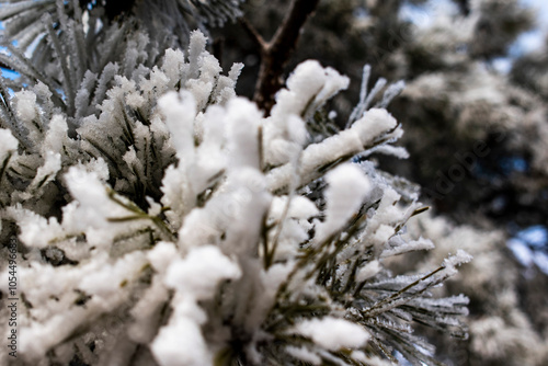 Beautiful winter. Frost that covered every branch of the tree. Khmelnitsky region, Ukraine. photo