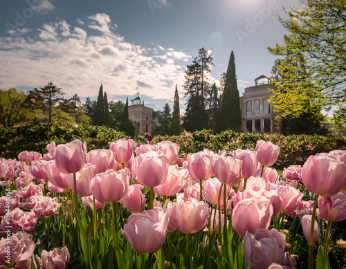 Beautiful pink tulips in the rose garden with an old european pallace in the background on a sunny spring day  photo