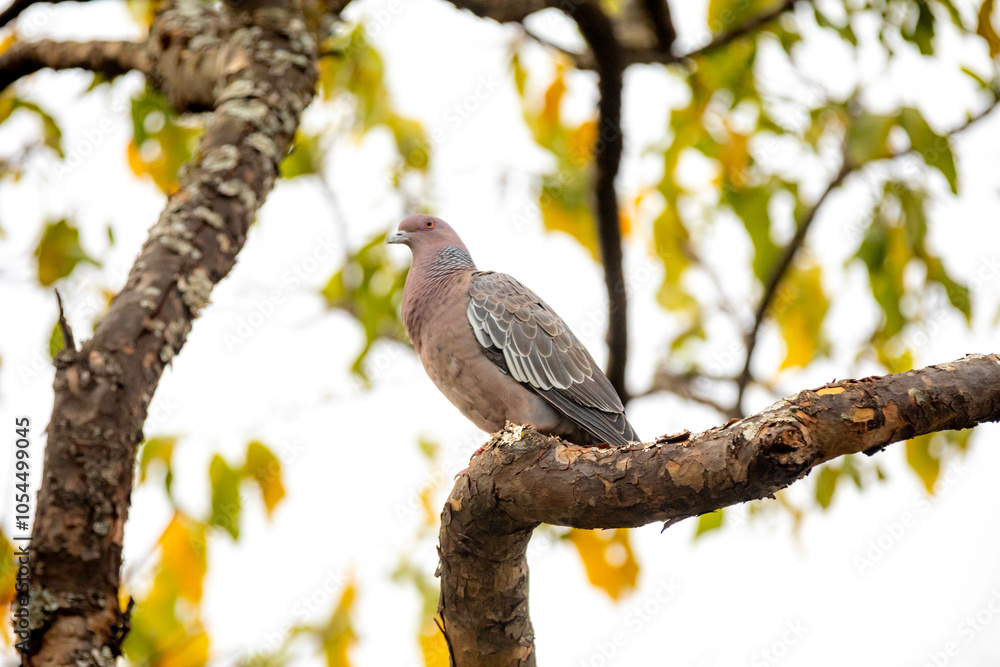 Wild dove known as Wild dove known as