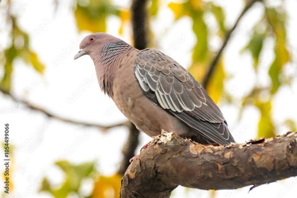 Wild dove known as Wild dove known as