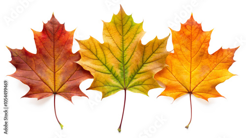 autumn leaves isolated on white background png