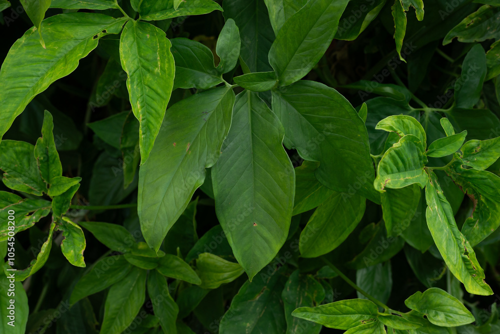 Branches of several green leaves of a plant. Preserved nature, environment. Branches of several green leaves of a plant. Preserved nature, environment.