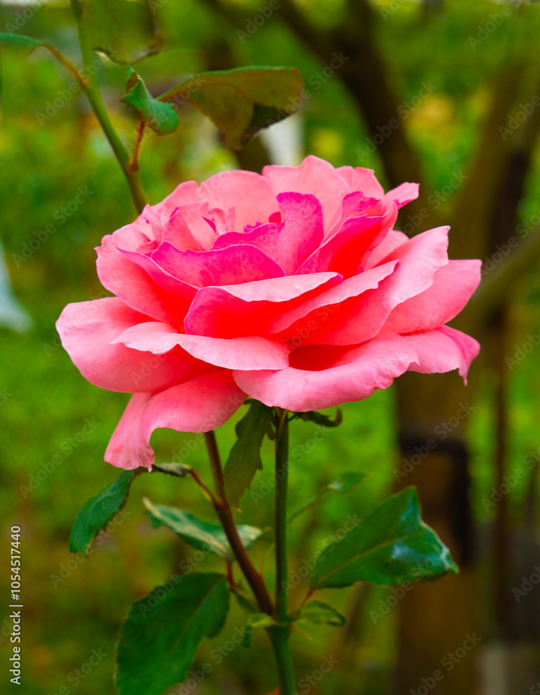 Rose blooming in autumn.
The photo was taken in autumn in a city park.
Rose blooming in autumn.
The photo was taken in autumn in a city park.