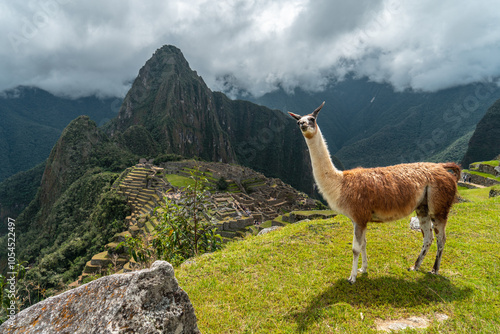 Llama in Machu Picchu