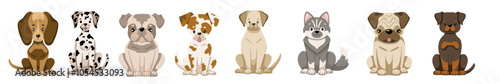 Dog breeds collection. Vector illustration of sitting dogs in flat style. Isolated illustrations set on white background.
