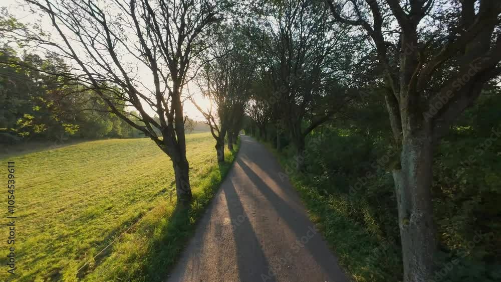 picturesque rural road flanked by bare trees open fields bathed in soft morning sunlight, rural road ideal for themes of tranquility, nature, and countryside travel, rural road flanked by bare trees picturesque rural road flanked by bare trees open fields bathed in soft morning sunlight, rural road ideal for themes of tranquility, nature, and countryside travel, rural road flanked by bare trees