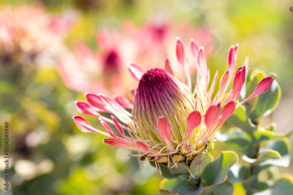 Fotografie Protea eximia flower