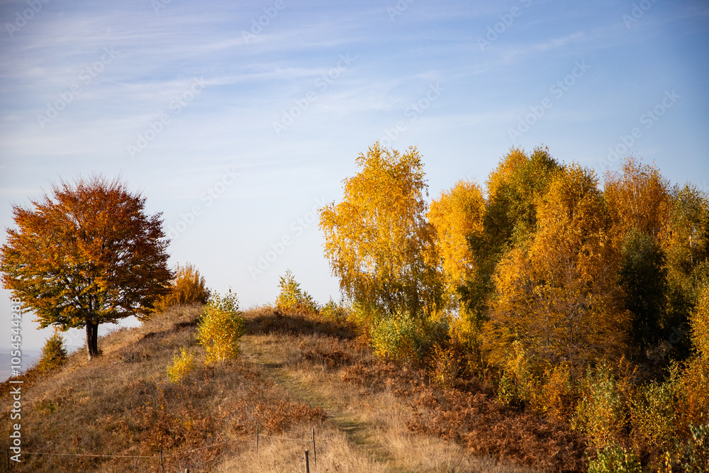 Fototapeta premium beautiful autumn landscape with orange and yellow trees