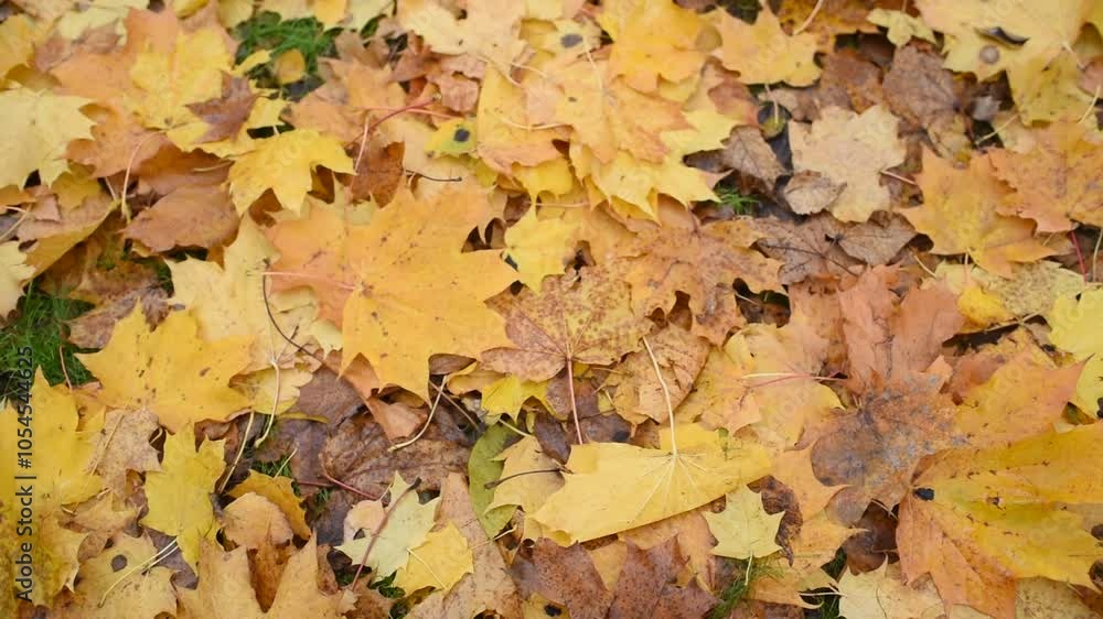 fallen autumn yellow maple leaves fallen autumn yellow maple leaves