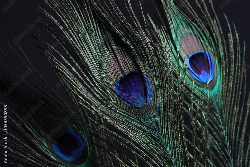 Fototapeta premium Three beautiful peacock feathers on black background, closeup