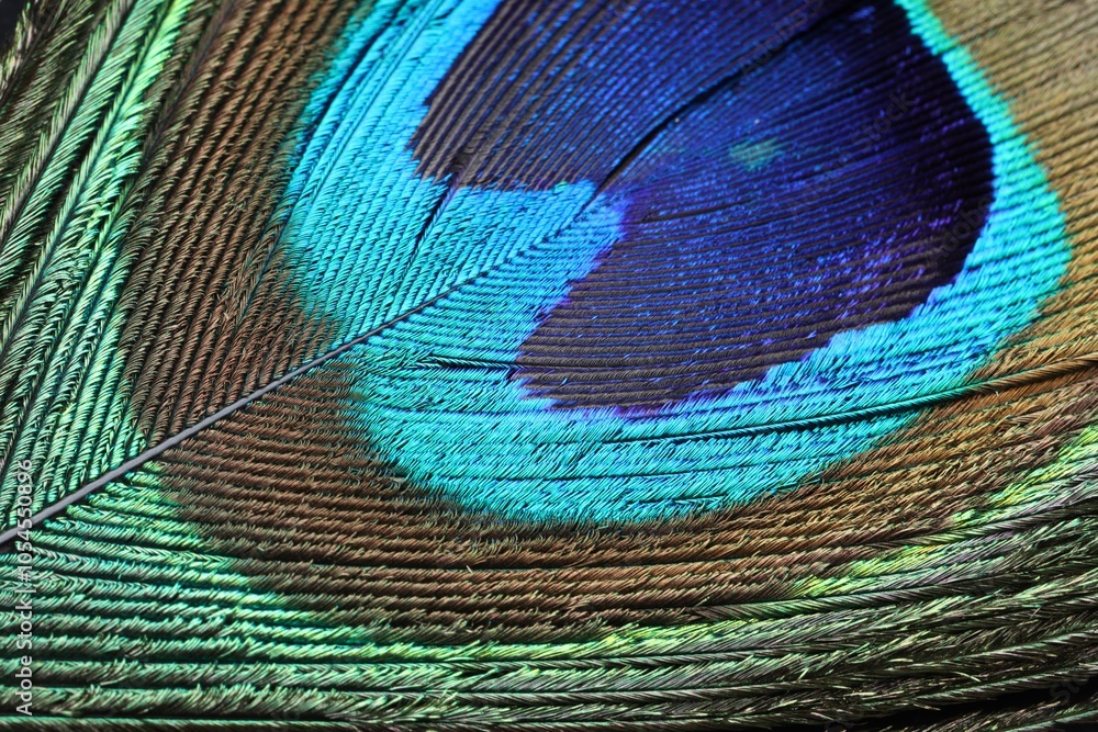 Fototapeta premium Beautiful bright peacock feather as background, macro view