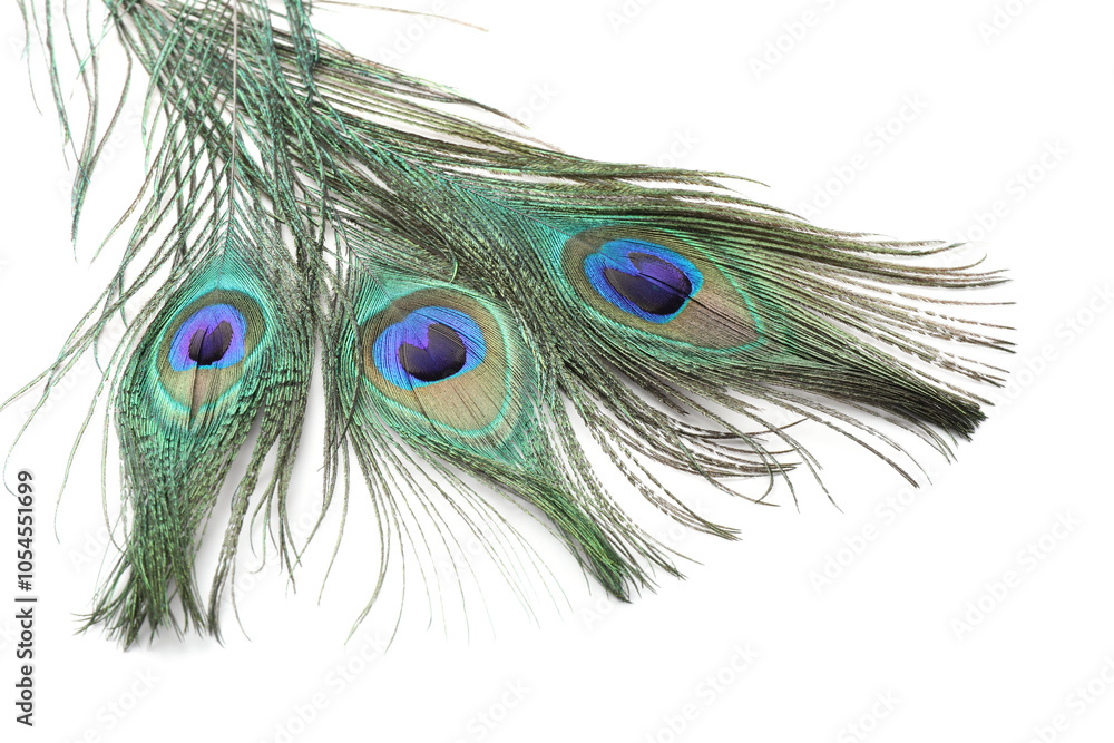 Obraz premium Three beautiful peacock feathers isolated on white