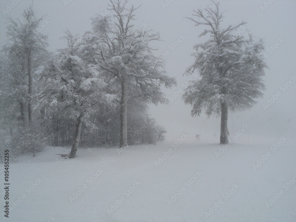 Fototapeta premium Snow