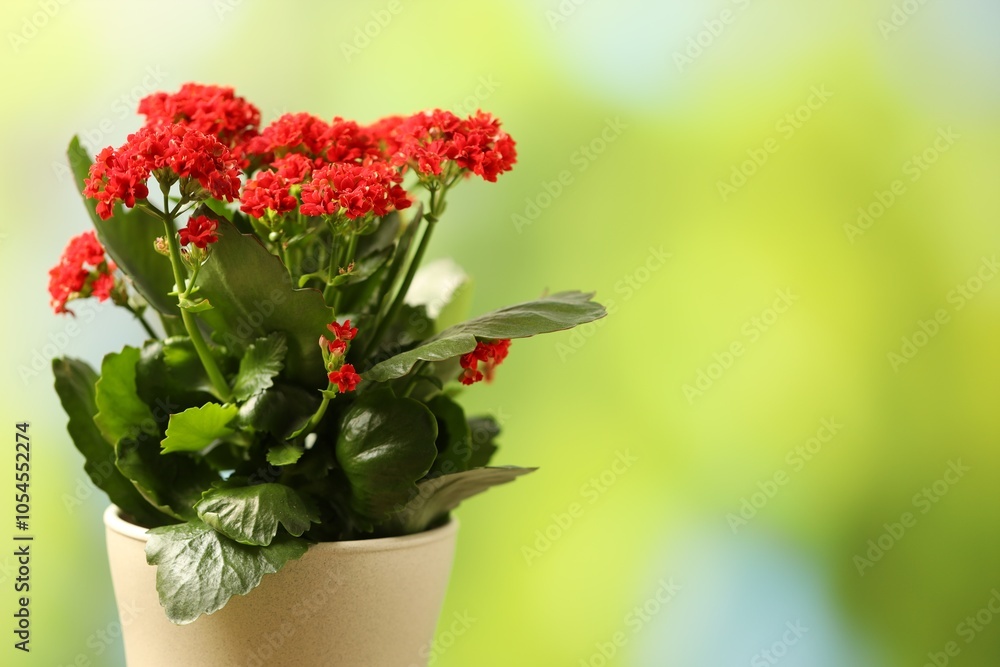 Fototapeta premium Beautiful red kalanchoe flower in pot on blurred green background, closeup. Space for text