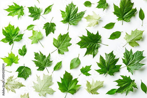 Fresh green leaves on a bright white background showcasing various shapes and sizes during a sunny day in an outdoor setting