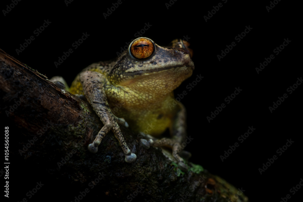 Close-up portrait of the highly endemic and endangered Munnar bush frog sitting on a mossy branch against a black background during the monsoon months from Munnar, Kerala, India Close-up portrait of the highly endemic and endangered Munnar bush frog sitting on a mossy branch against a black background during the monsoon months from Munnar, Kerala, India
