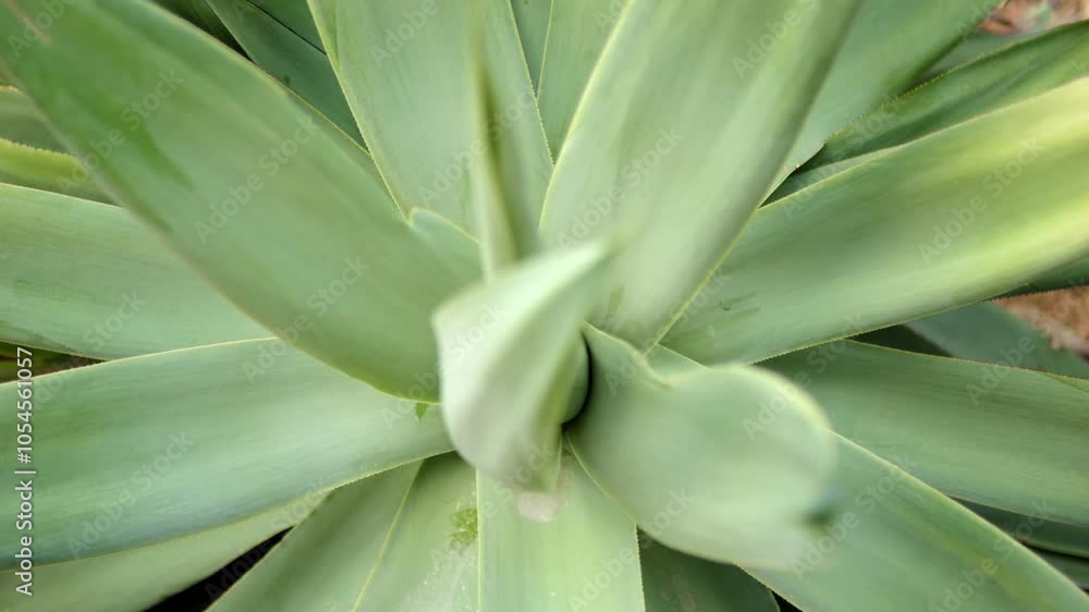 A closeup of a lush green succulent with smooth, vibrant leaves that are eyecatching A closeup of a lush green succulent with smooth, vibrant leaves that are eyecatching