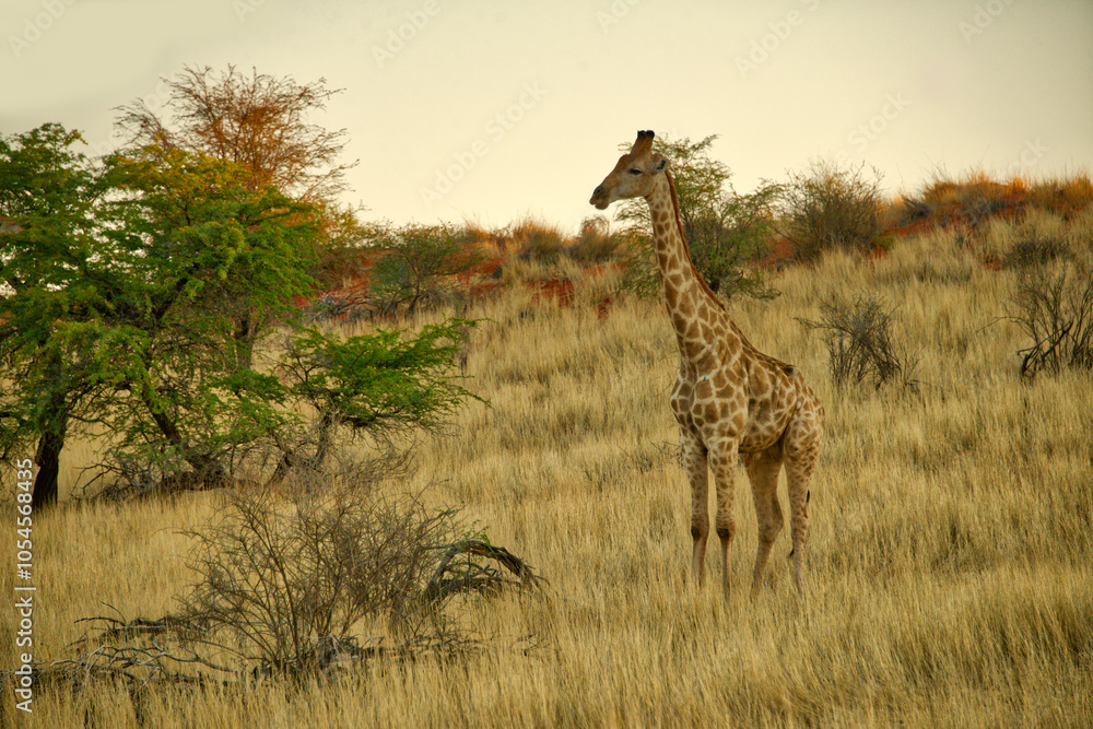 Obraz premium Young Giraffe looking for its mother
