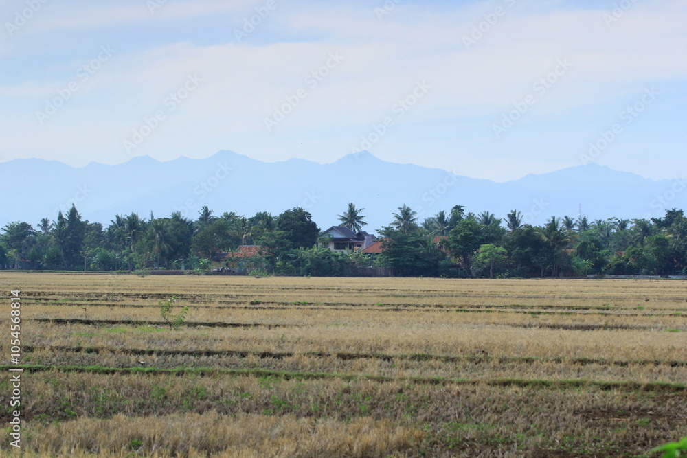 landscape with a field and trees landscape with a field and trees