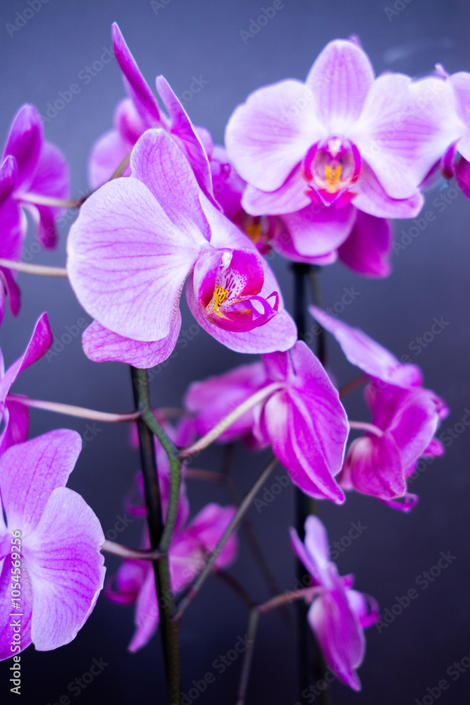 orchid orchid