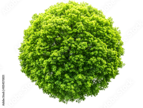 A lush, green tree canopy isolated against a white background.