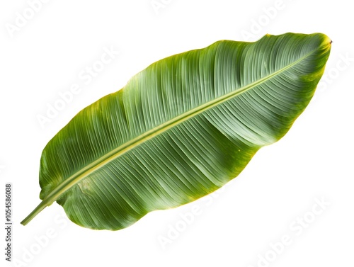 A large, vibrant green leaf showcasing its intricate texture and natural beauty.