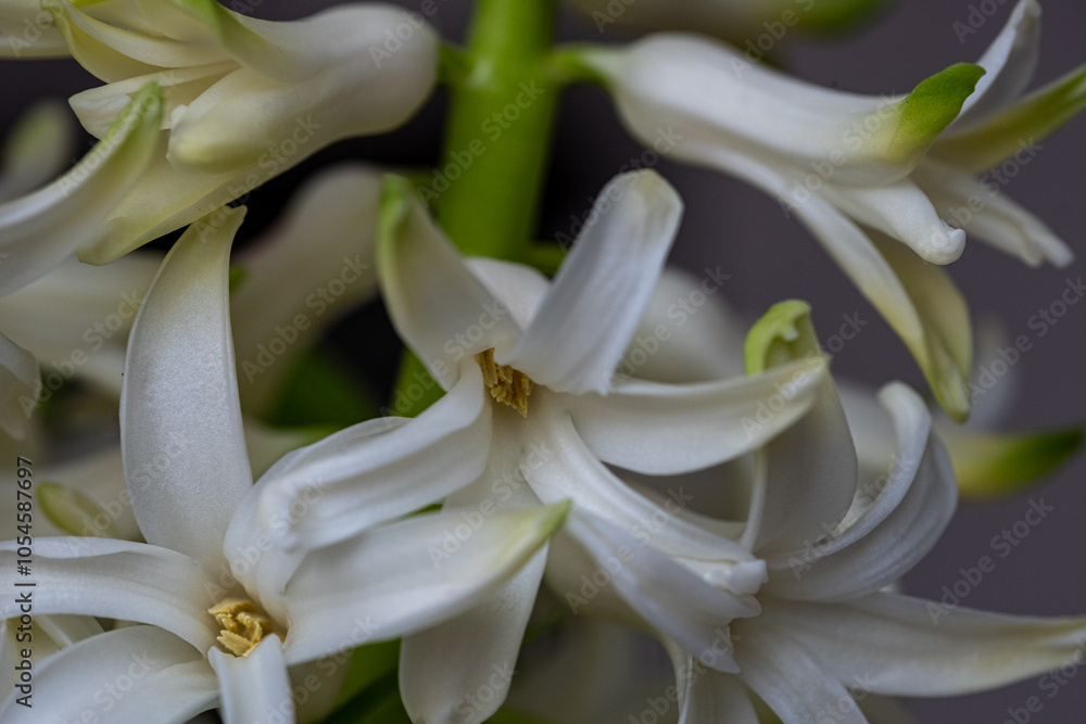 Delicate white flowers showcasing intricate petals during spring bloom in a vibrant garden setting Delicate white flowers showcasing intricate petals during spring bloom in a vibrant garden setting