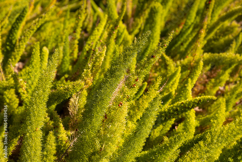 asparagus densiflorus meyersii in the park as the main part of landscape design photo