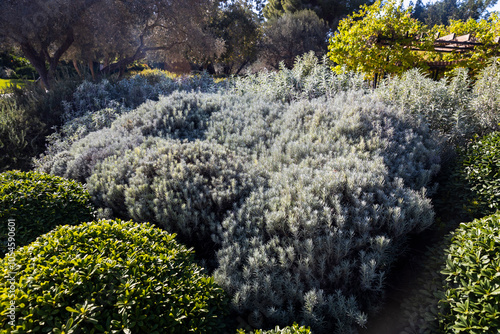 Landscape design in an Israeli park with trimmed bushes of helichrysum italicum, Pittosporum tobira, Japanese cheesewood photo