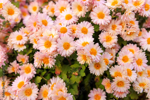 A bunch of pink and yellow flowers with yellow centers