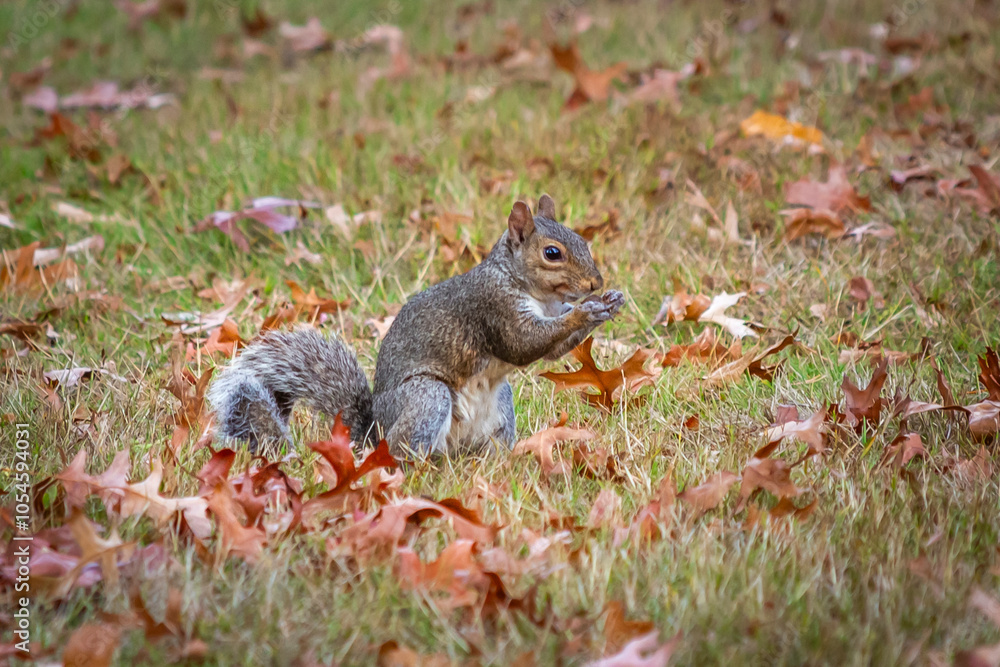 American gray squirrel in an autumn clearing American gray squirrel in an autumn clearing