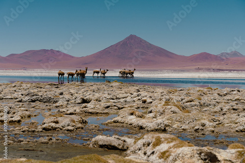 High-Altitude Landscape of Laguna Colorada in Bolivia’s Altiplano with Flamingos, Vicuñas, and Volcanic Peaks