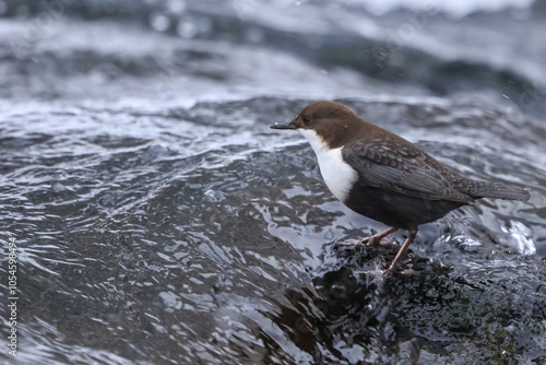 Cuadro en lienzo The white-throated dipper (Cinclus cinclus) standing on a stone in a swiftly running river, in winter, with lightly falling snow