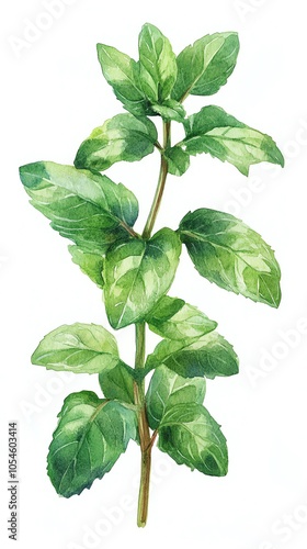 Watercolor painting of a sprig of fresh green mint leaves on a white background.