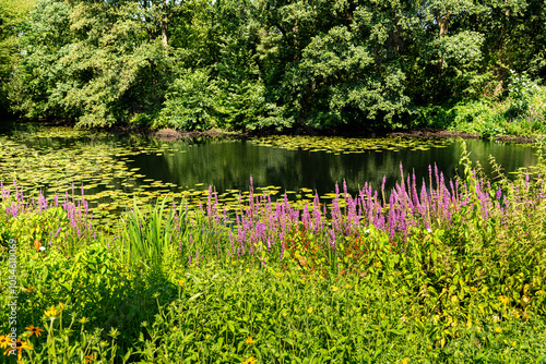 Beautiful aquatic plant lotus flower green leaves floating on tranquil water in pond at city botanical gardens Bremen, Germany.