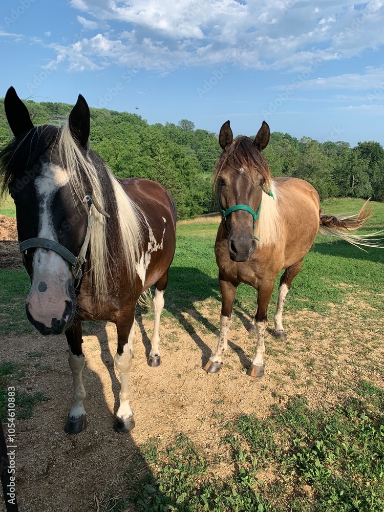 Obraz premium Two horses