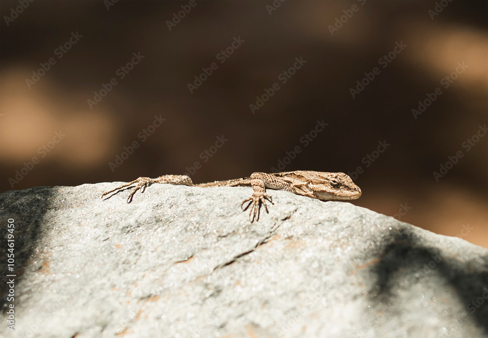 closeup of lizard on a rock closeup of lizard on a rock