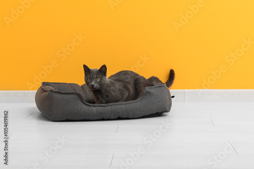 Cute British cat lying in pet bed on floor near yellow wall photo