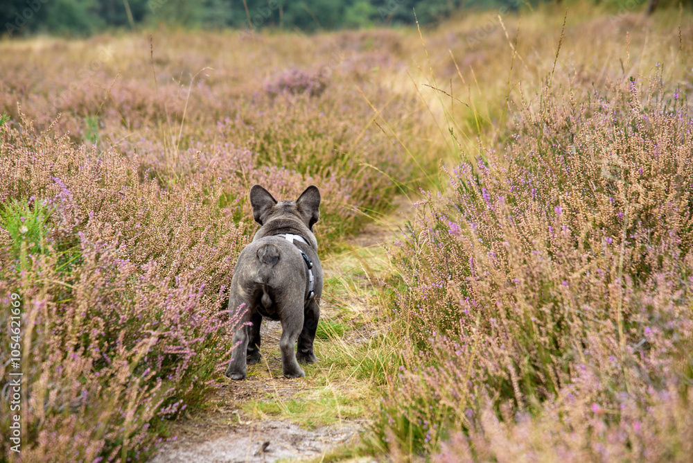 Grey French Bulldog Puppy Running on a Grassy Field, Wearing a Comfortable Dog Harness Grey French Bulldog Puppy Running on a Grassy Field, Wearing a Comfortable Dog Harness